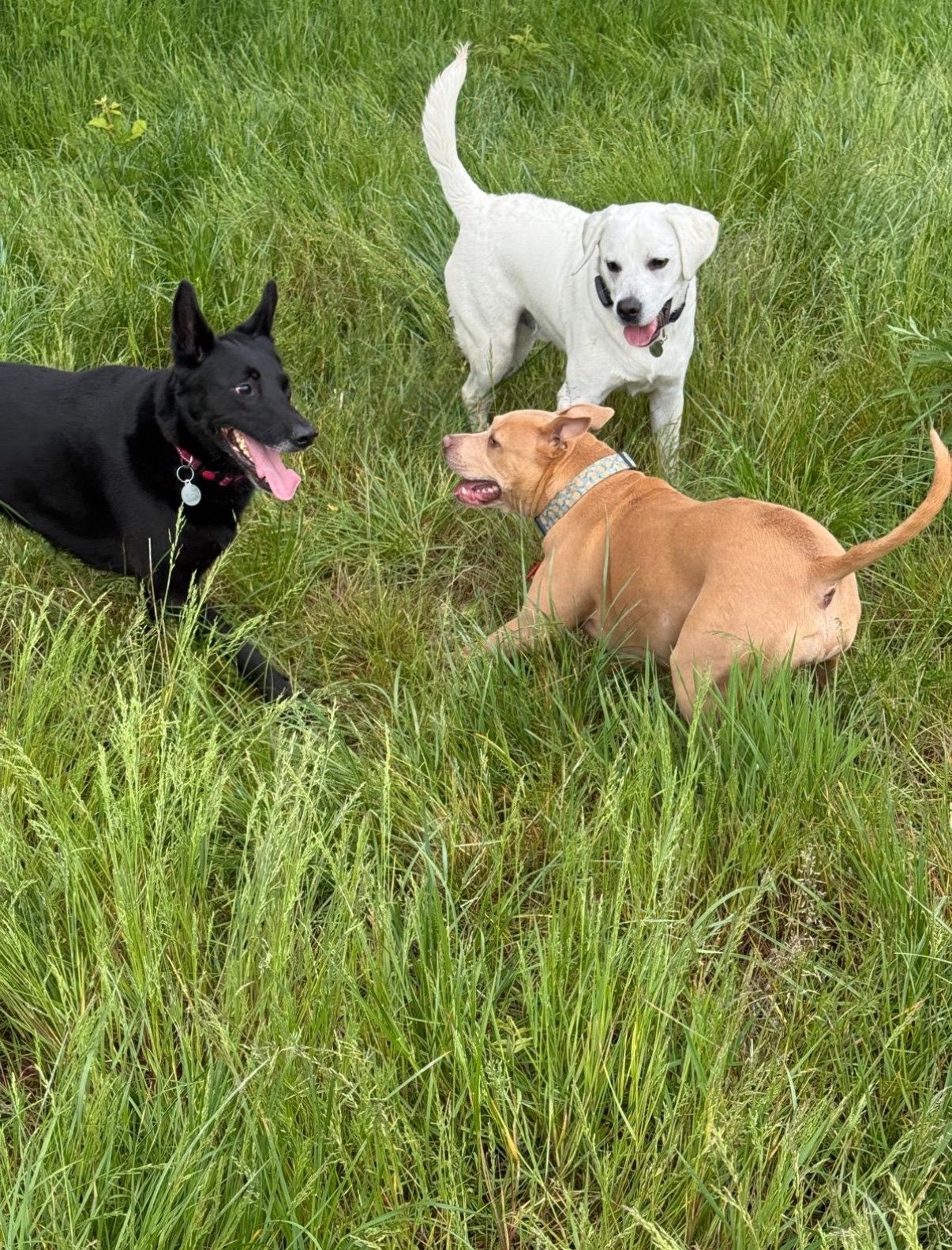 Three dogs playing in tall green grass. A black dog, white dog, and tan dog all appear happy.