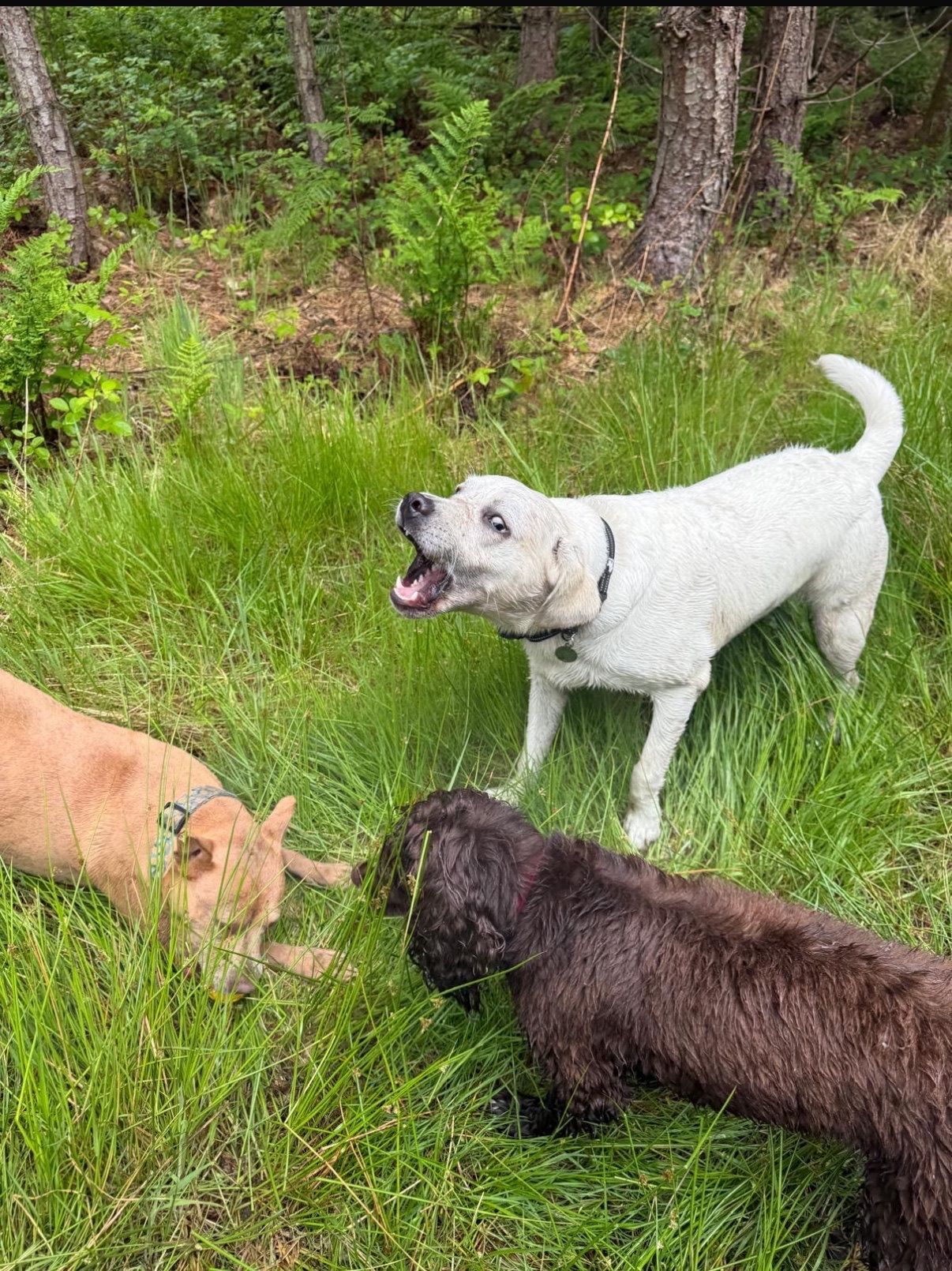 Three dogs in a grassy area, one white barking, one tan, and one brown looking down.