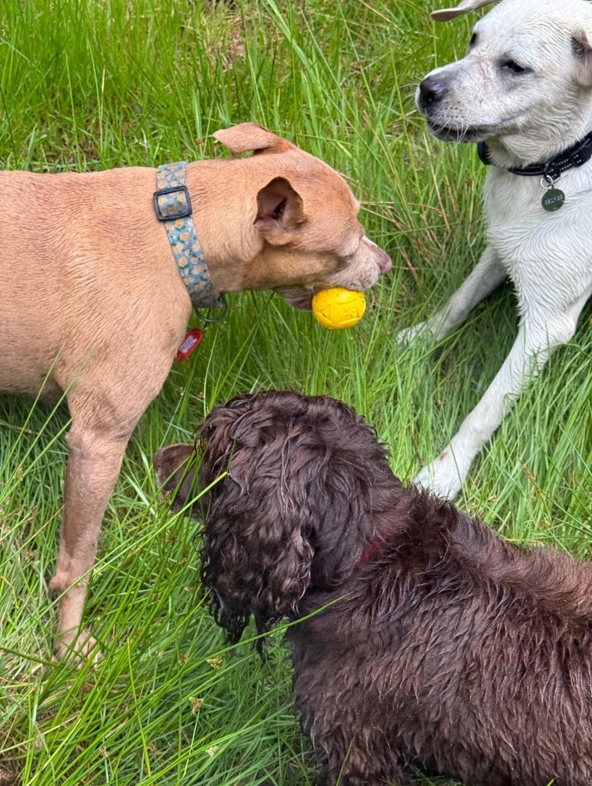 Three dogs in green grass: tan dog with ball, white dog lying down, brown dog looking on.