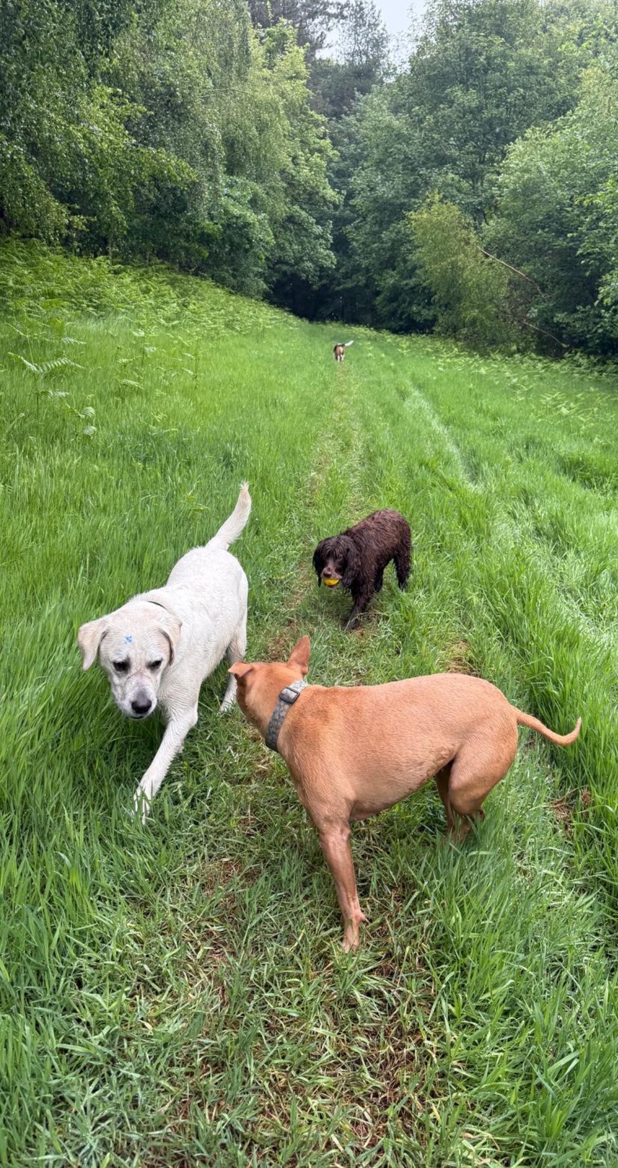 Three dogs on a grassy hillside: white, brown, and black. One looks at the camera, others sniff the ground.