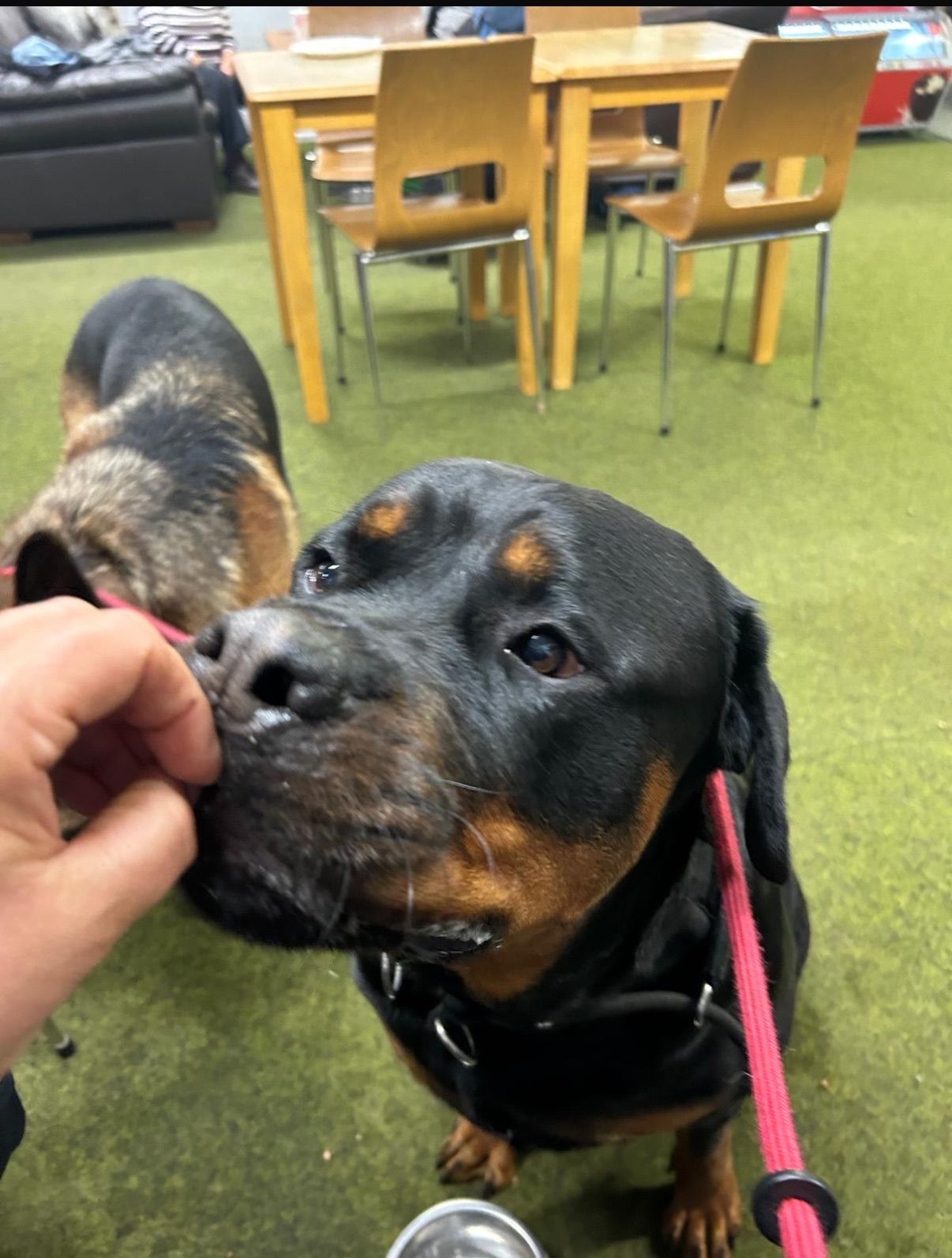 A Rottweiler dog is getting a treat from a person's hand. Another dog stands nearby. Indoors.