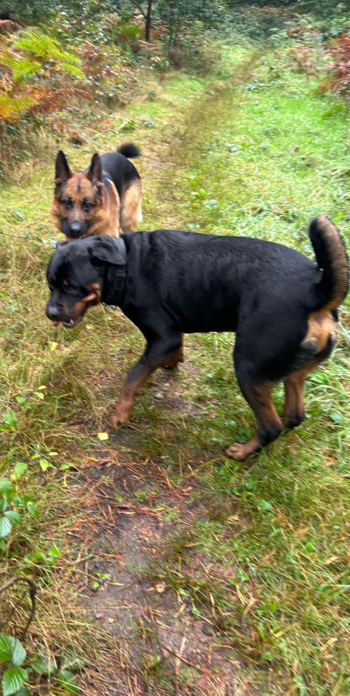 A Rottweiler and a German Shepherd dog in a grassy, wooded area.