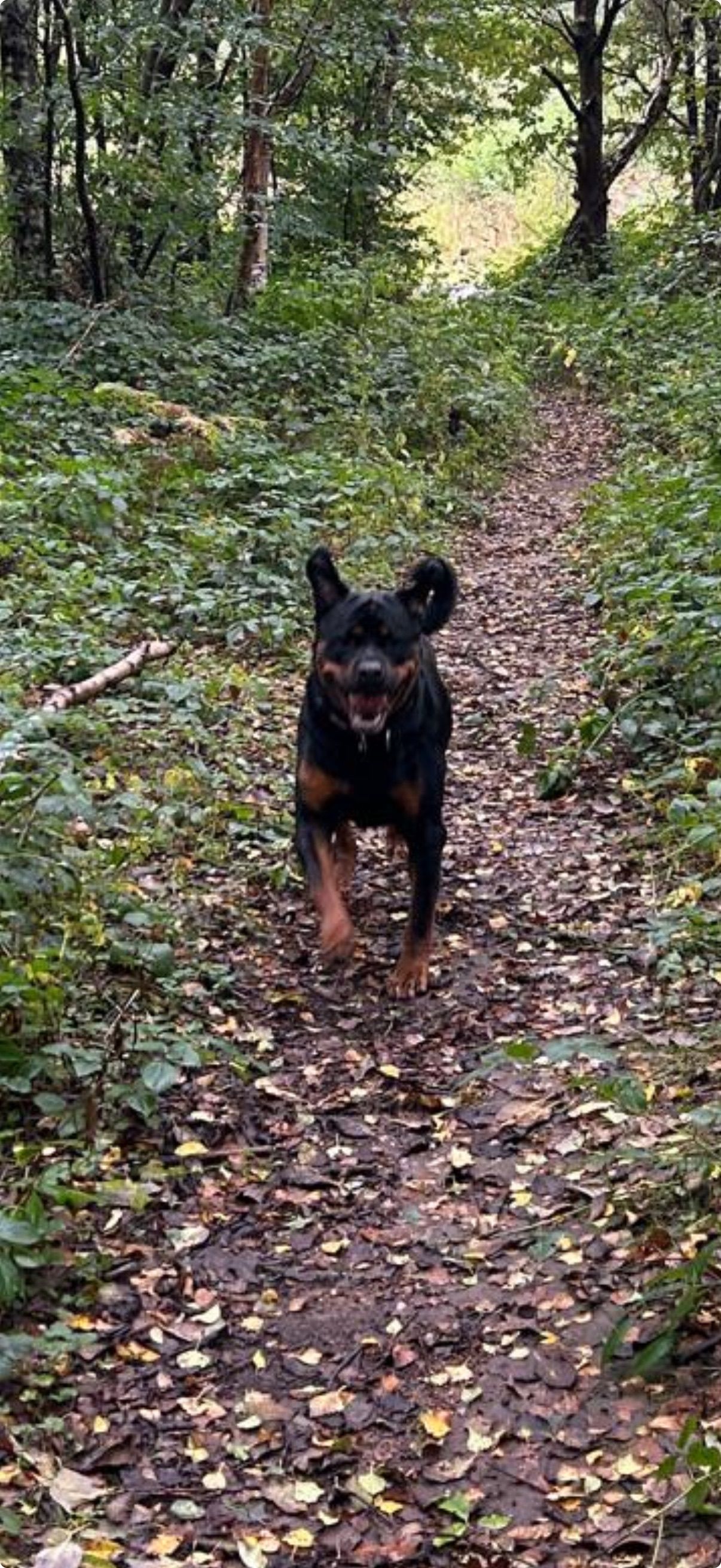 Black dog running on a trail through a forest.