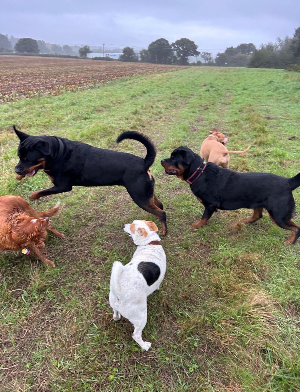 Dogs of various breeds playing in a grassy field on an overcast day.
