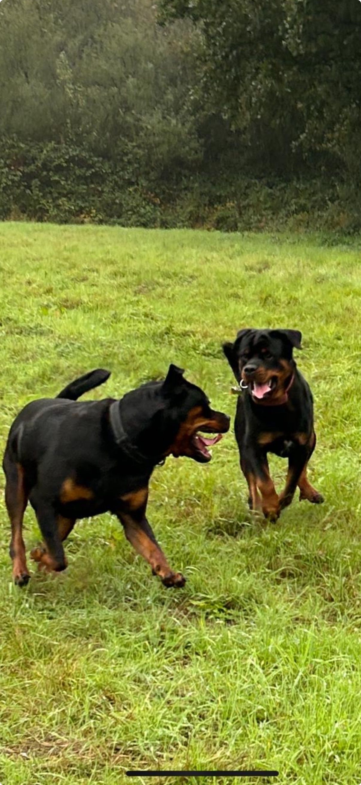 Two Rottweiler dogs play on a grassy field. One barks, and the other runs towards the camera with a stick.