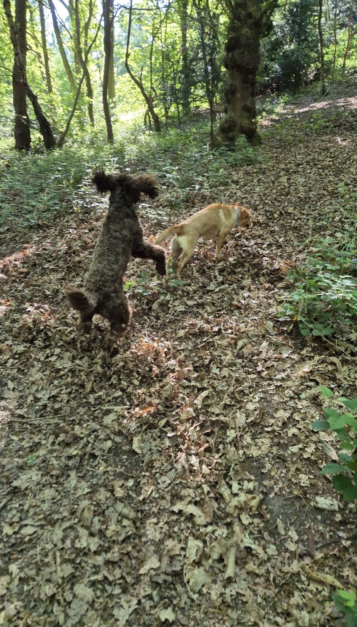 Two dogs playing in a forest, one brown jumping up, the other blonde running.