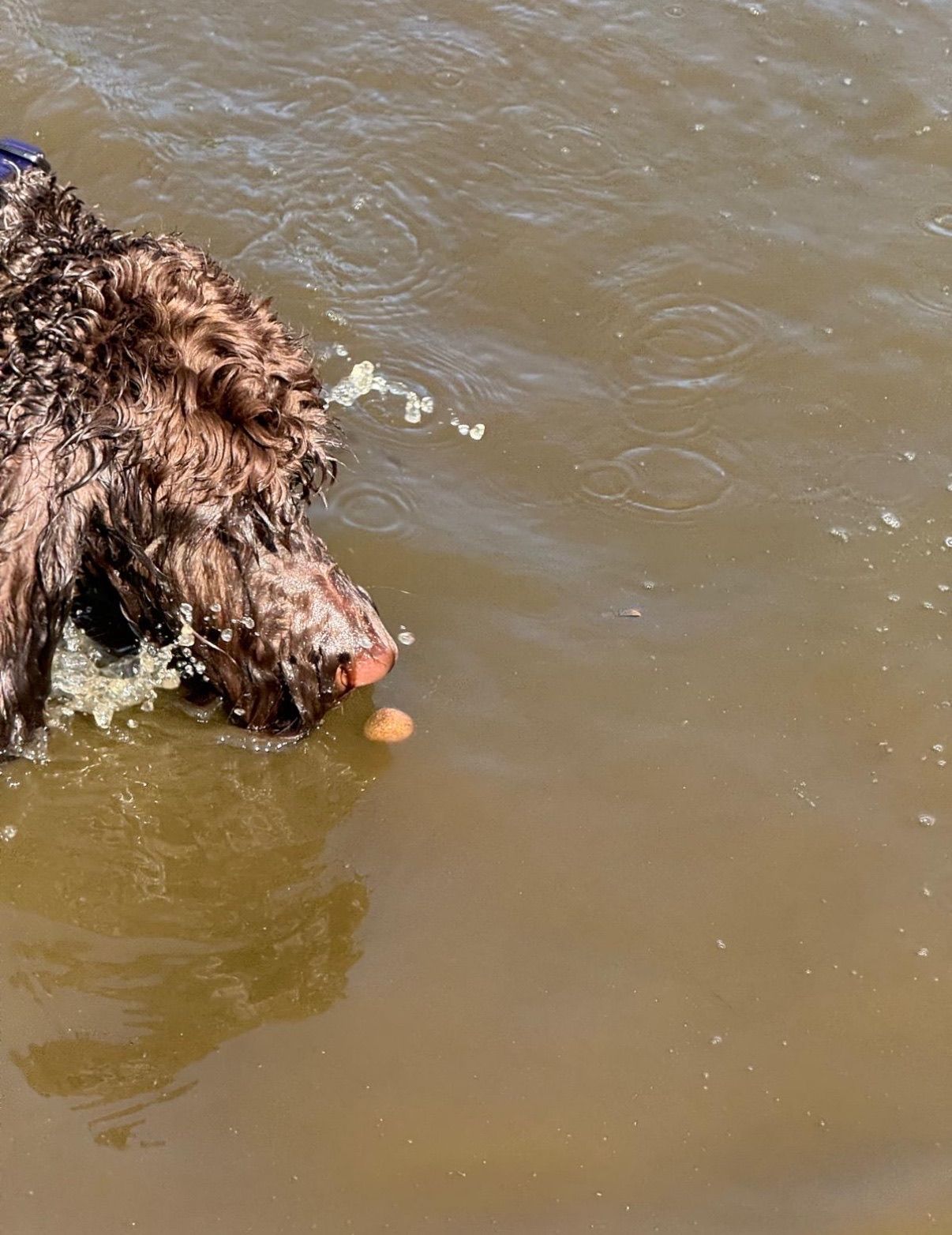 Dog swimming in brown water, head partially submerged, pink nose visible.