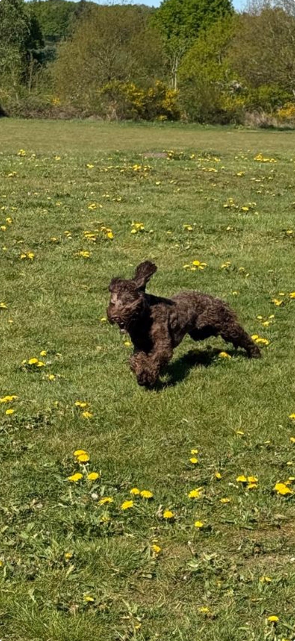 Brown dog running on a green, grassy field with yellow flowers.