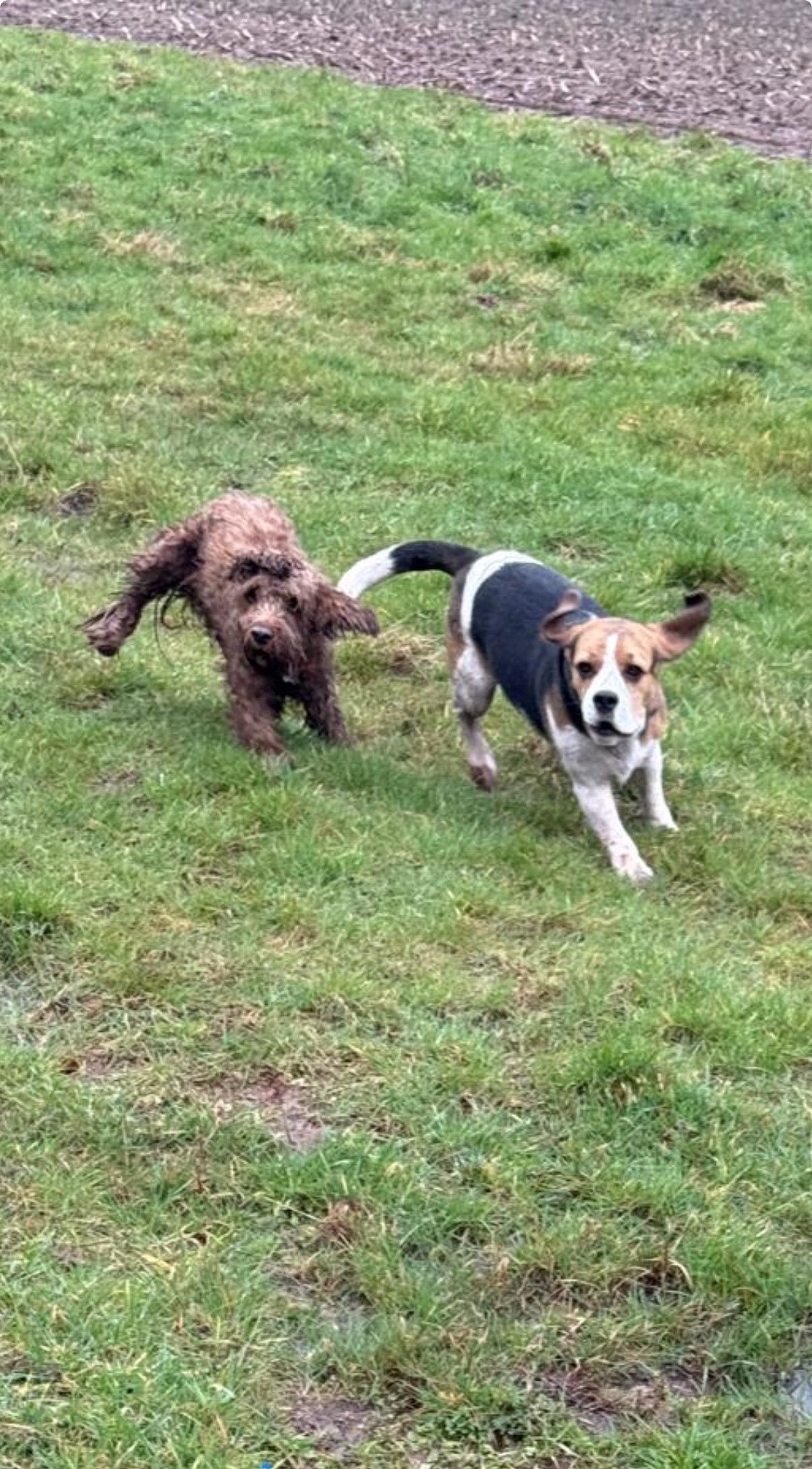 Two dogs running on a grassy lawn; a brown Goldendoodle and a black, white, and brown beagle.