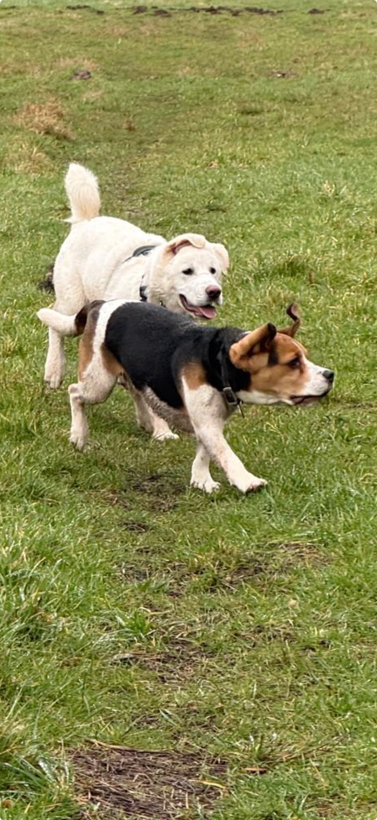 Two dogs play on a grassy field. A white dog runs after a beagle with black, brown, and white markings.