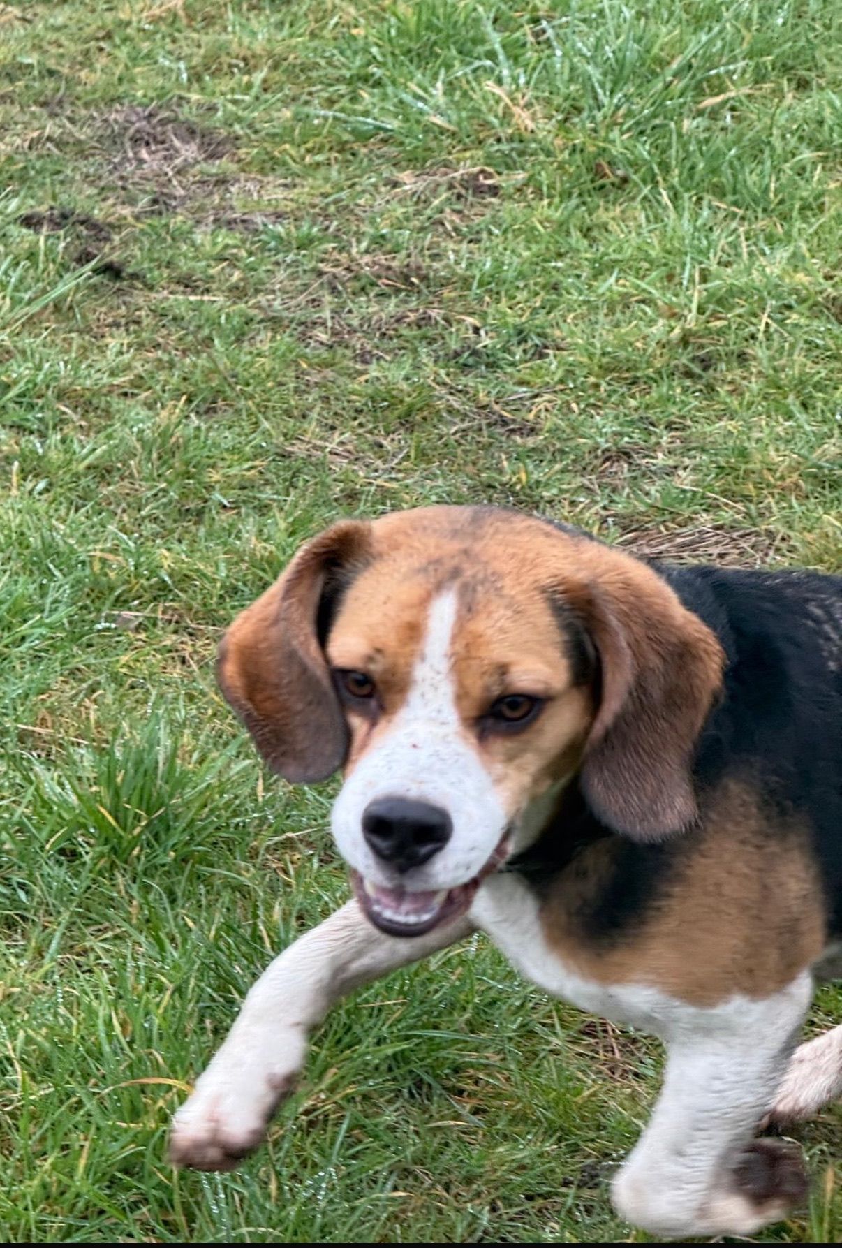 Beagle dog, tricolor fur, white chest, brown ears, outdoors on green grass.
