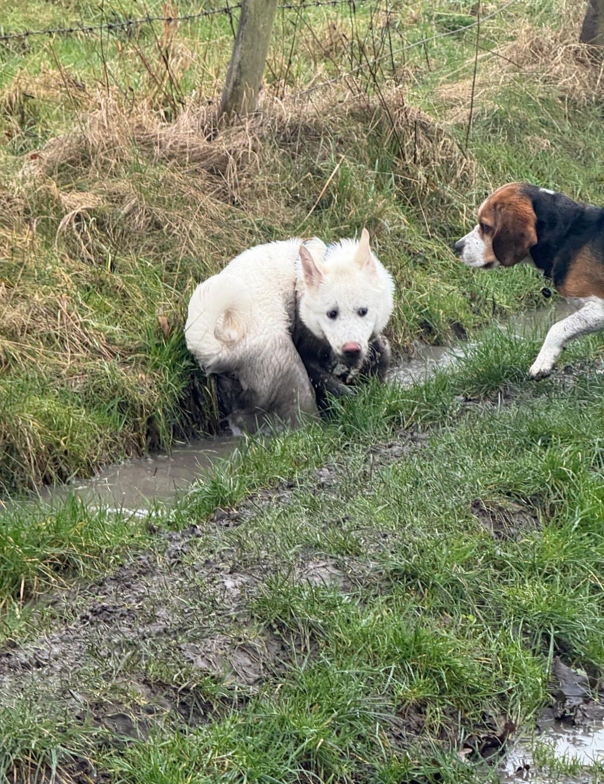 White dog in muddy water, a beagle watches from the grass.