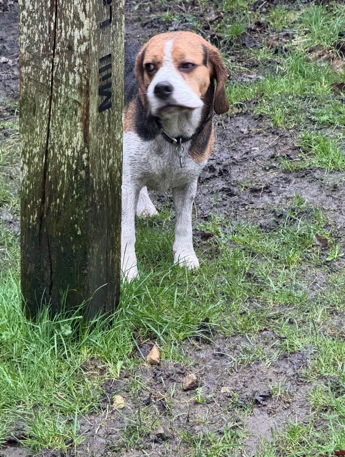 Beagle dog standing next to a wooden post, looking slightly grumpy, in a muddy grassy area.