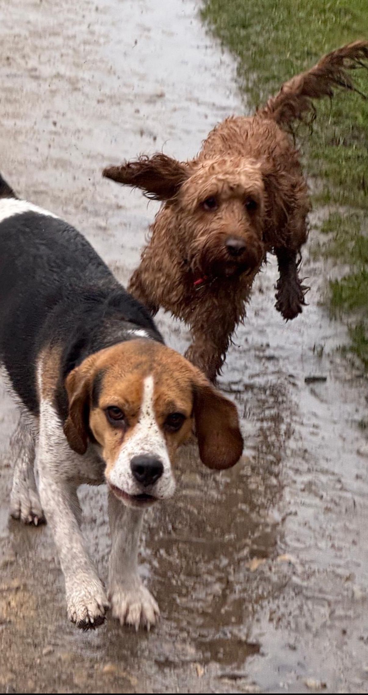 Two dogs running on a wet path: a black, white and brown beagle, and a brown goldendoodle.