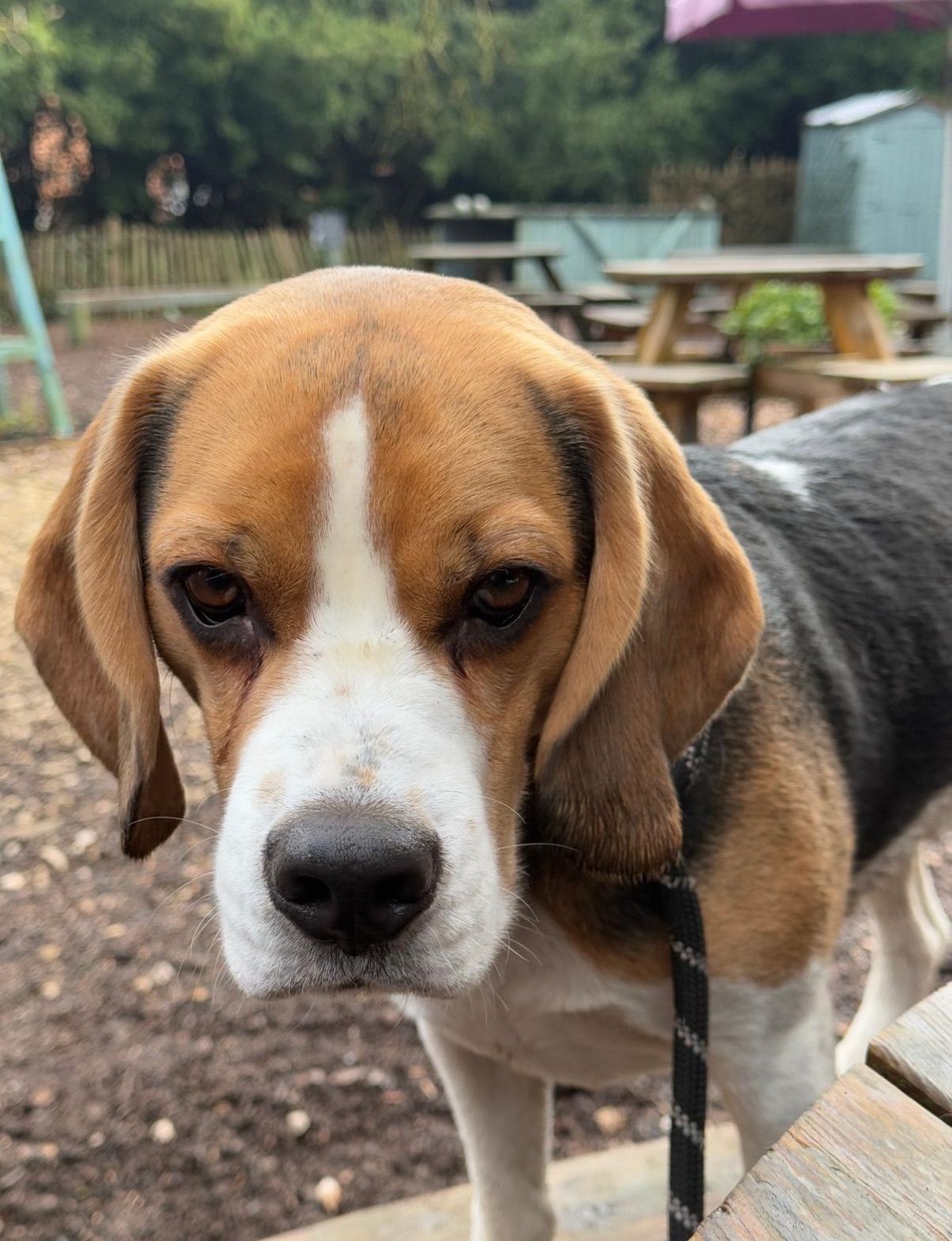 Beagle dog with brown, black, and white fur outdoors, looking at the camera.