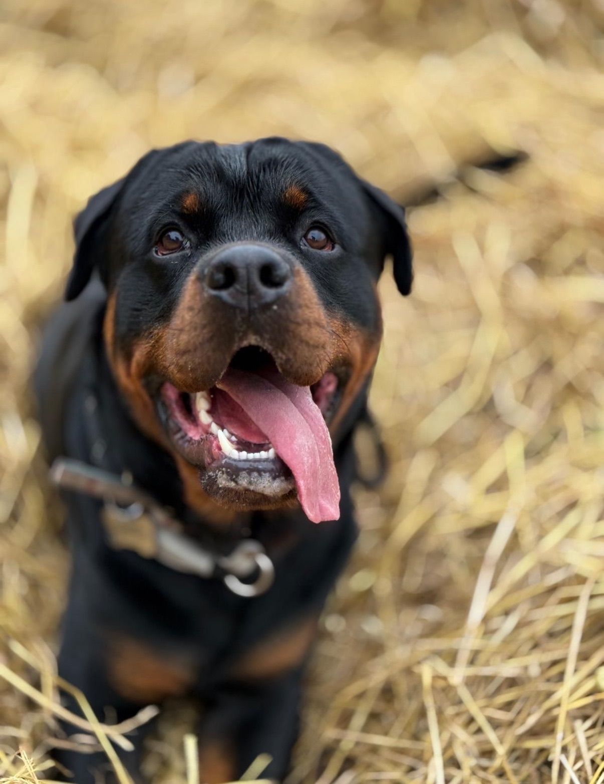 Rottweiler with a brown muzzle and tongue sticking out, panting. Lying on dry straw.