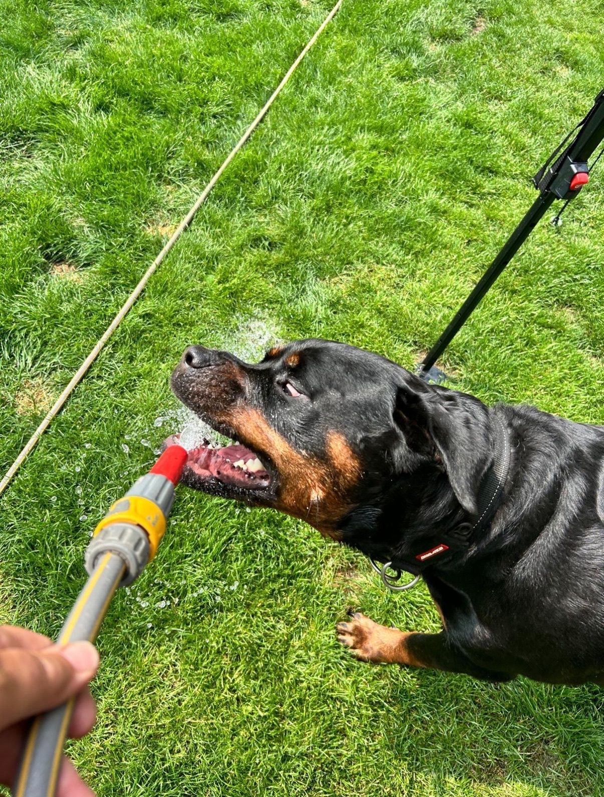Rottweiler drinking water from a hose in a grassy yard on a sunny day.