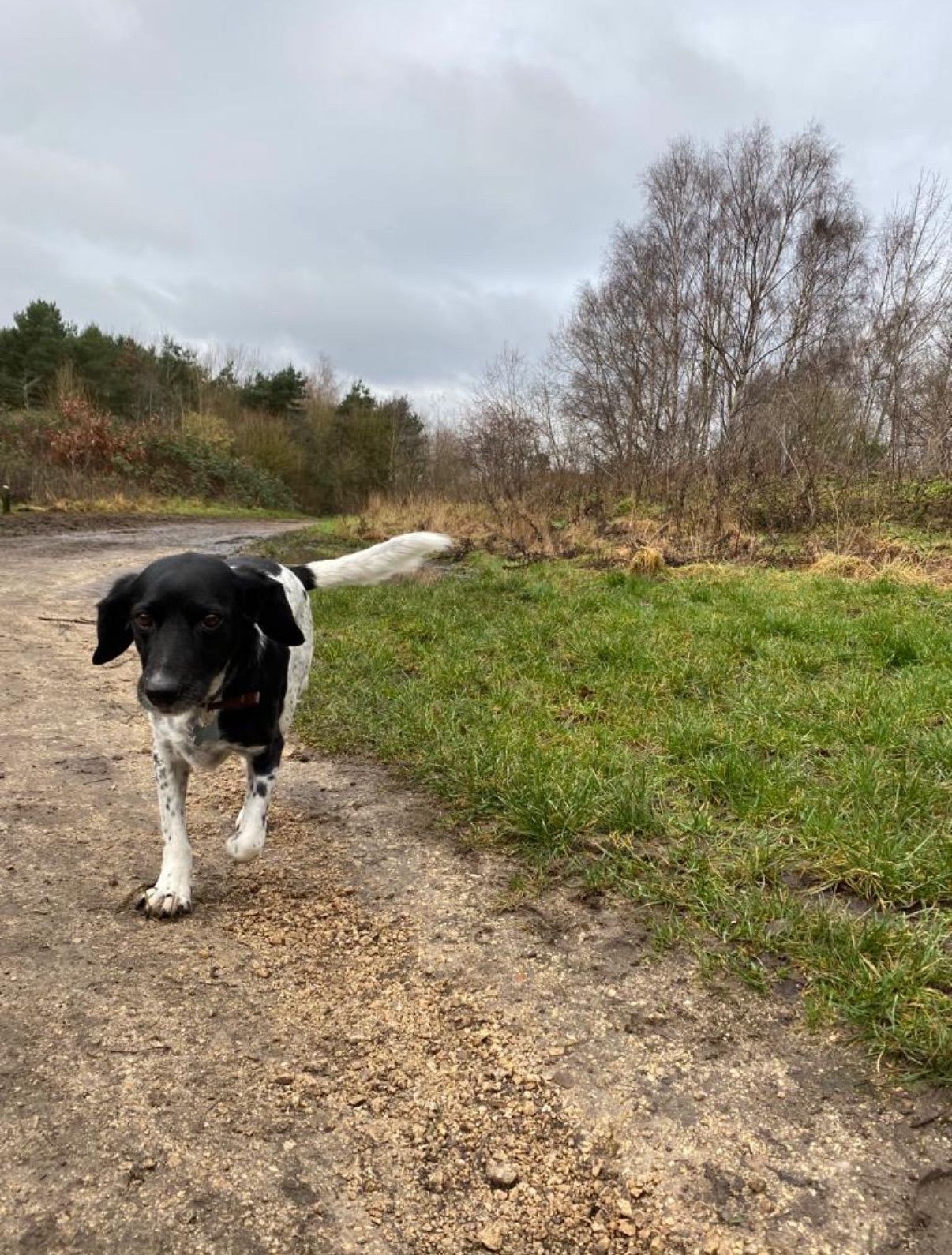 Black and white dog walking towards the camera on a dirt path in a wooded area.