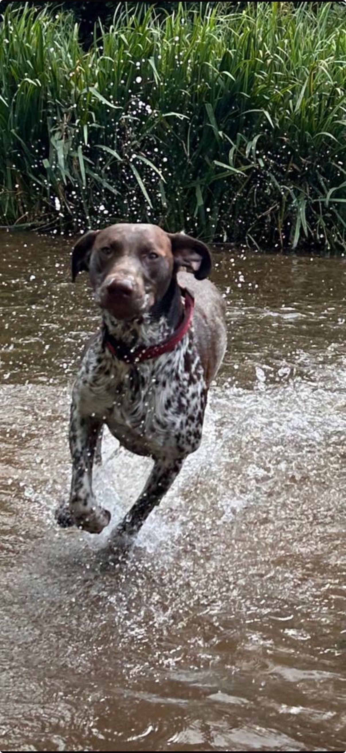 A German Shorthaired Pointer runs through shallow water, creating splashes, with green foliage in the background.