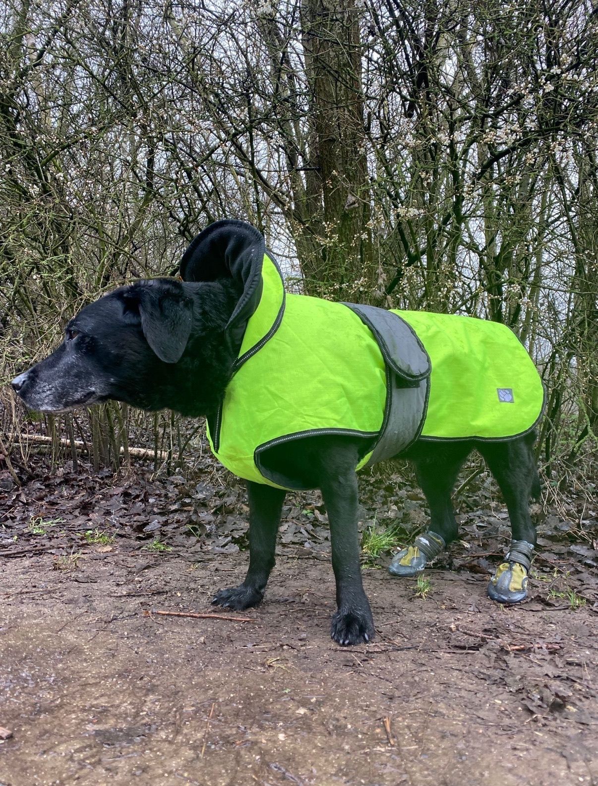 Black dog wearing a bright green raincoat and booties standing on a muddy path in a wooded area.