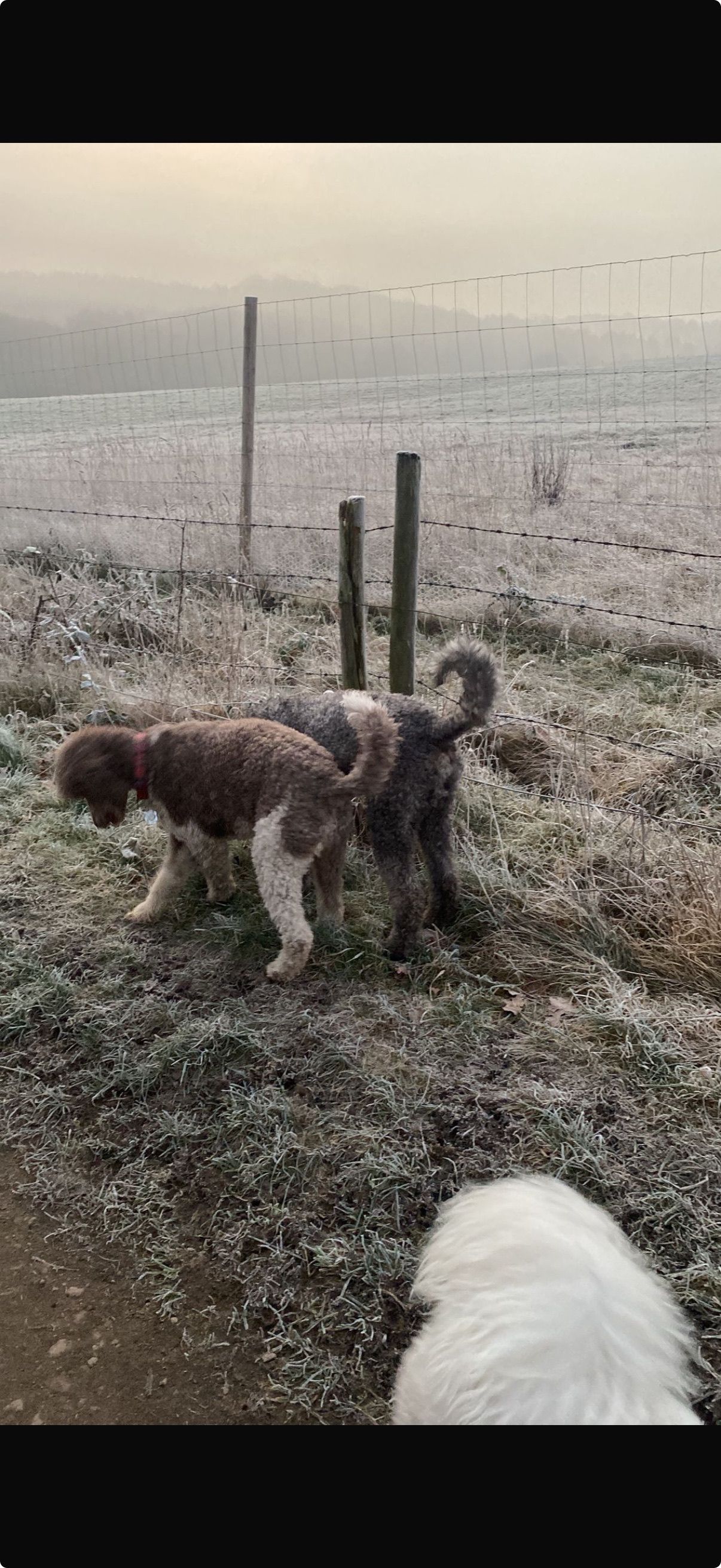 Three dogs playing in a frosty field with wooden fence posts in the background.