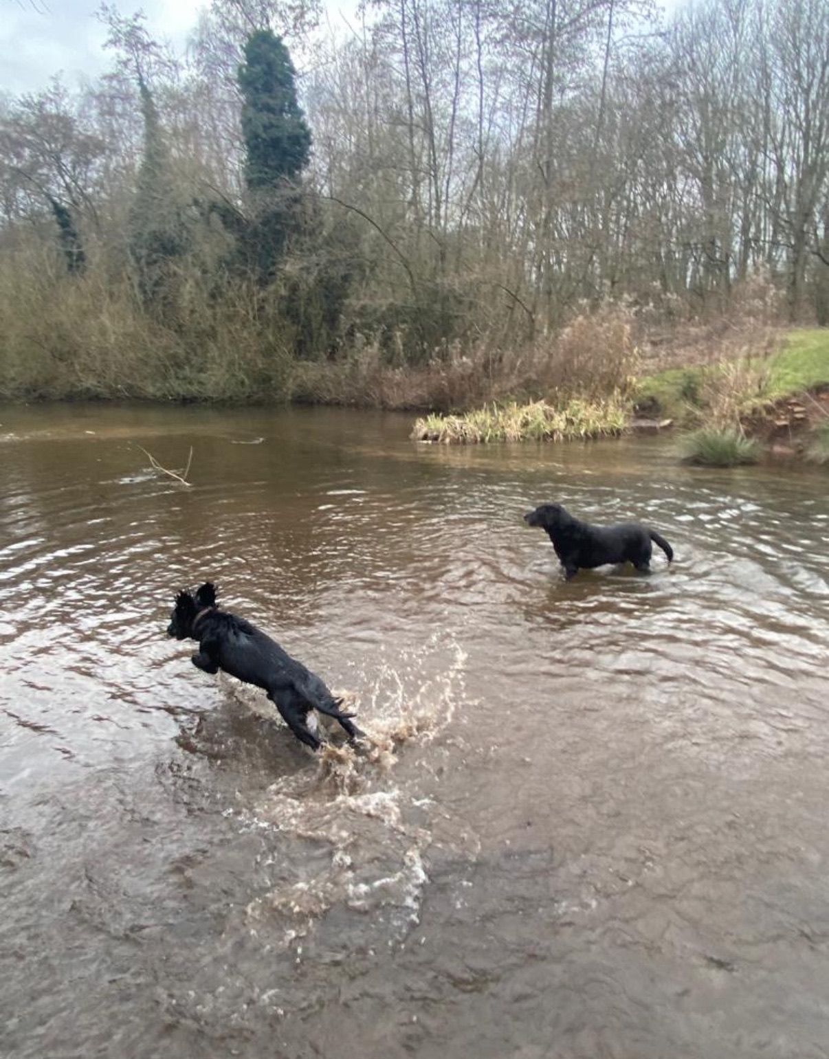 Two black dogs splashing in a muddy river. One jumps, creating a large splash. Trees line the banks.