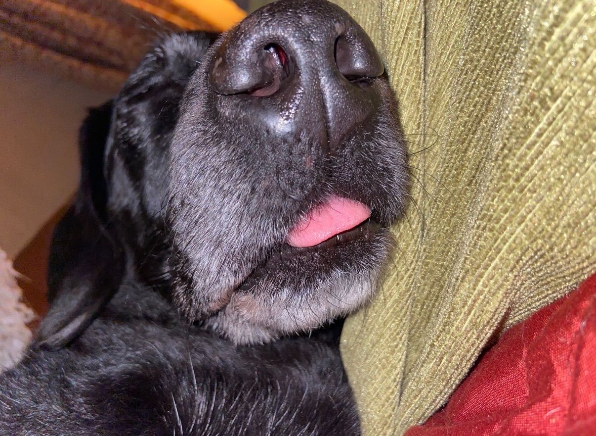 Close-up of a black dog sleeping, tongue out, resting head on a green pillow, with a red blanket nearby.