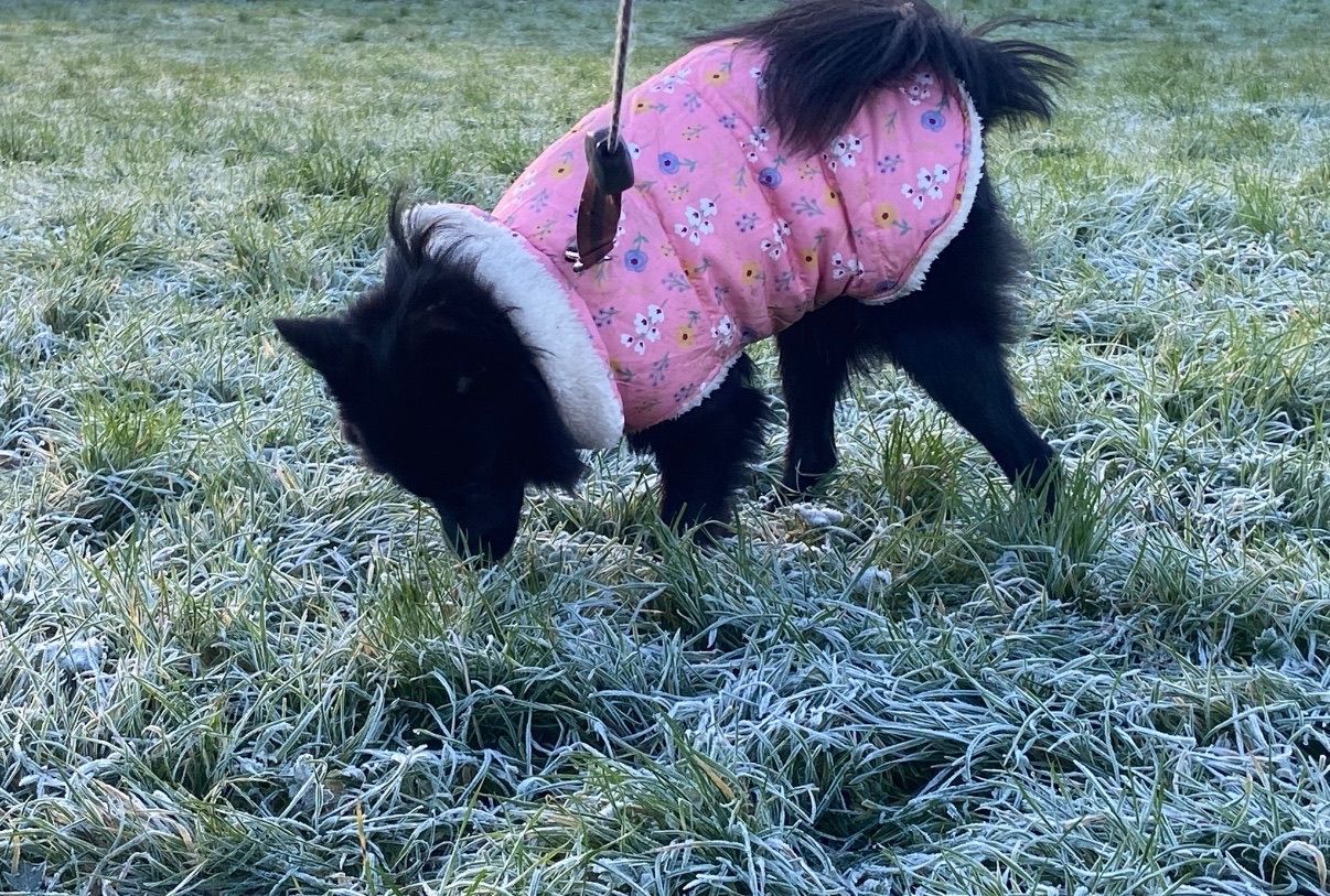 Black dog sniffing frosty grass, wearing a pink patterned coat with white trim.