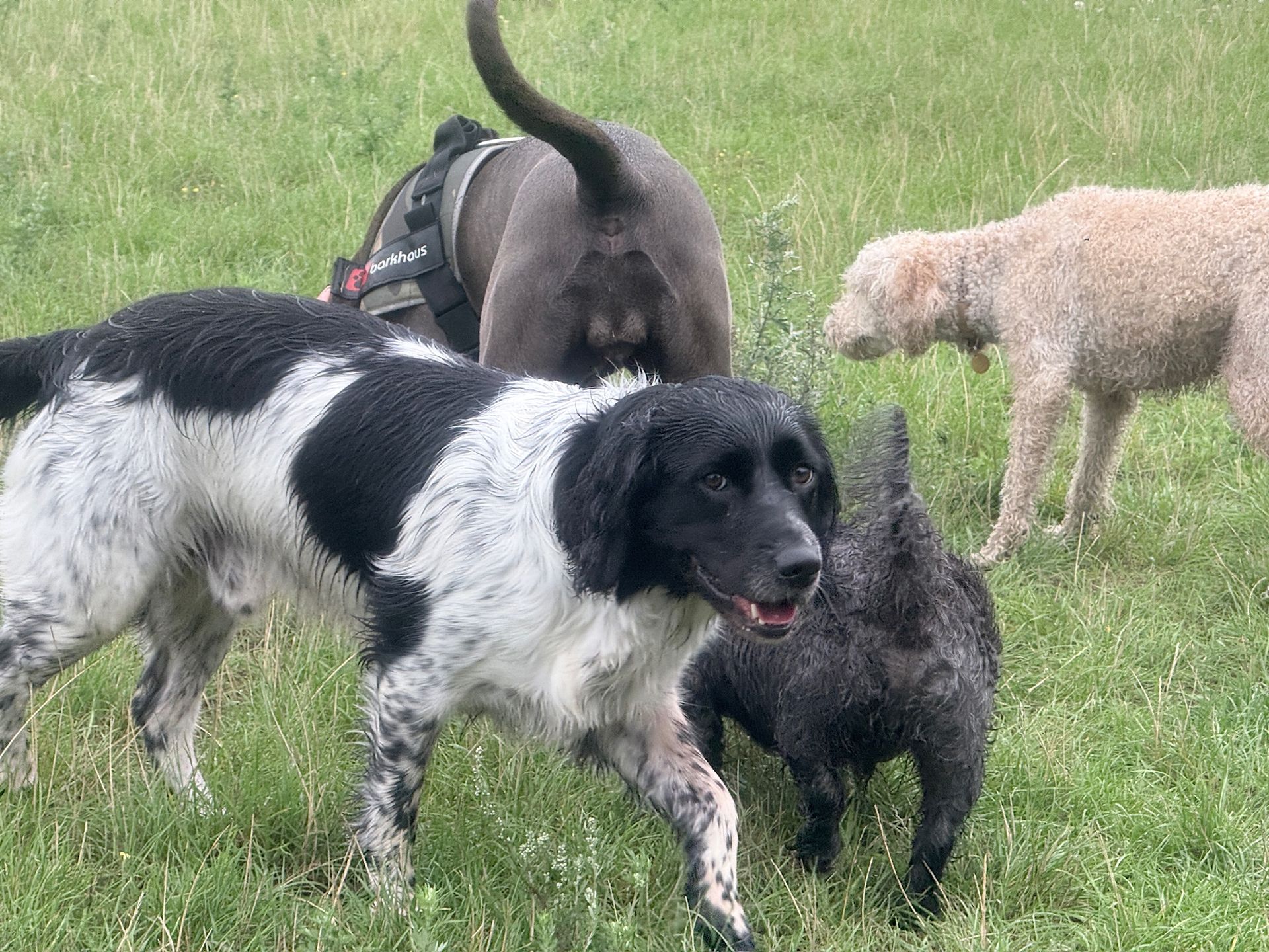 Four dogs playing in a grassy field. One is black and white, another is gray, and a third is a curly beige. The fourth is partially visible.
