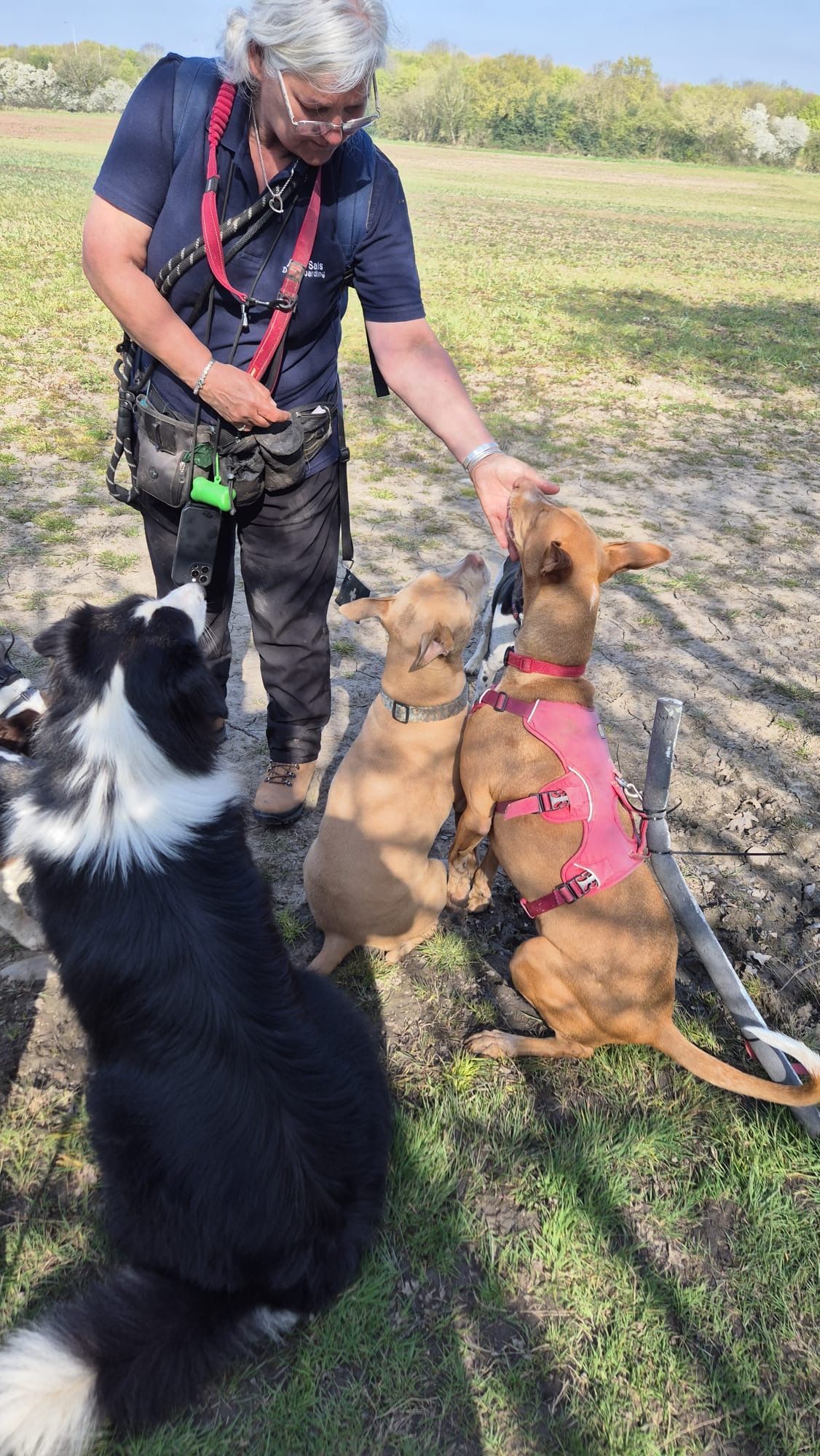 Woman petting three dogs outdoors; one black and white, two tan. Green field, sunny day.