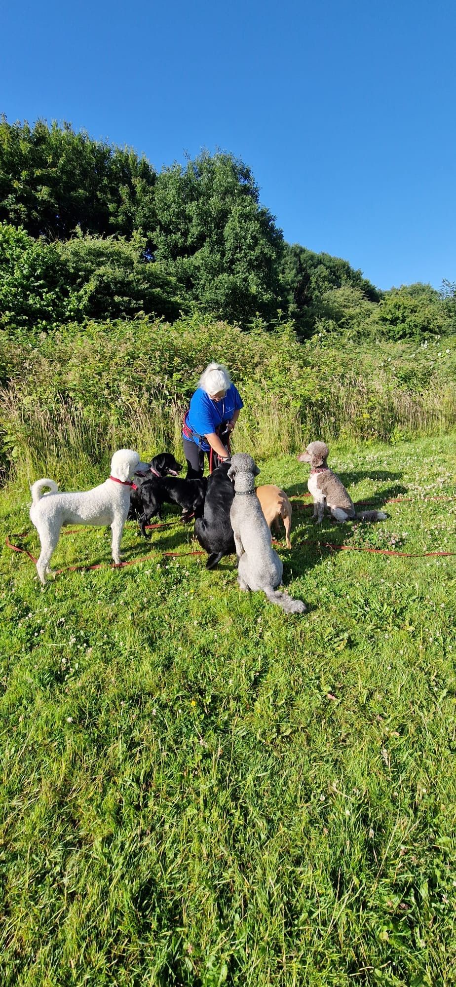 A person surrounded by several dogs in a grassy field with a backdrop of trees and a clear blue sky.