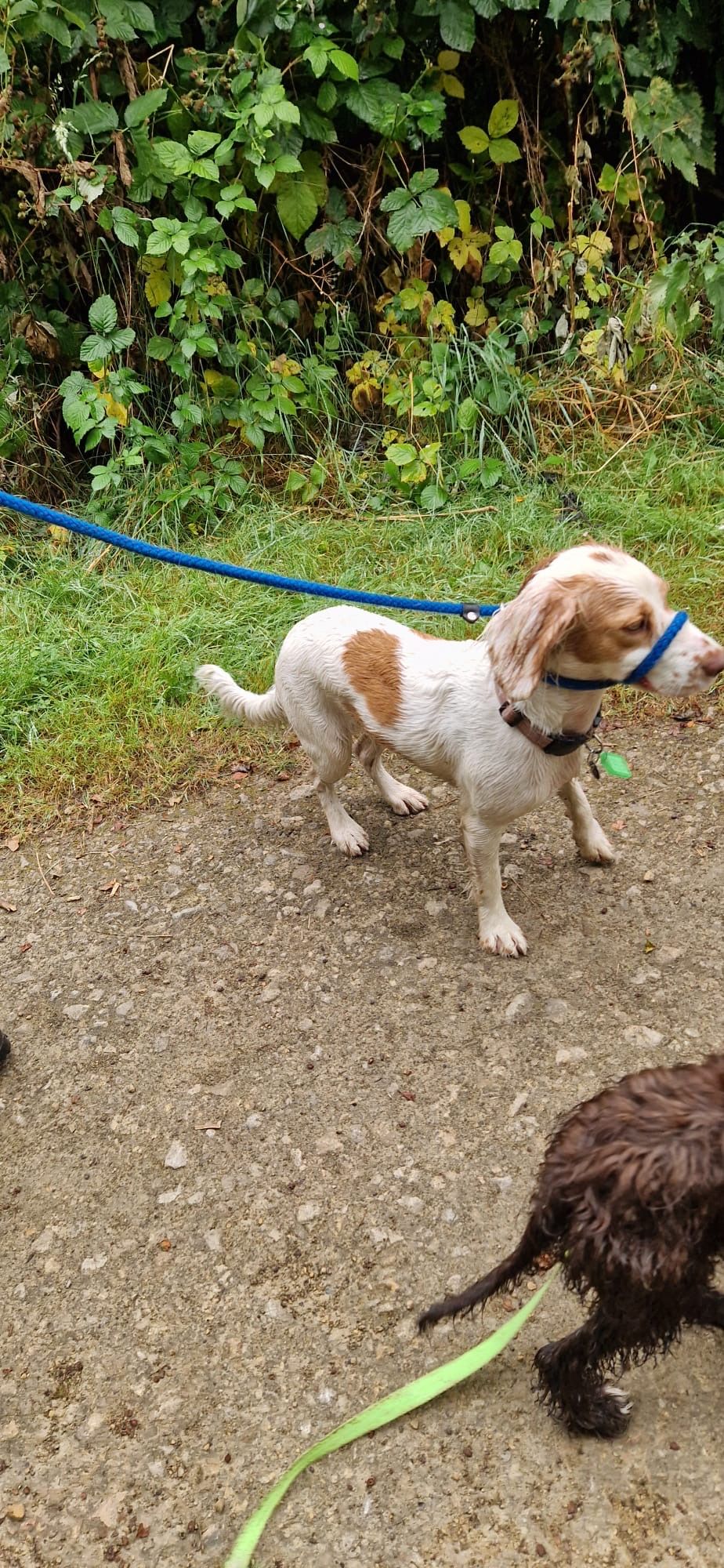 White dog with brown patch on its side, on a leash, near some green foliage.