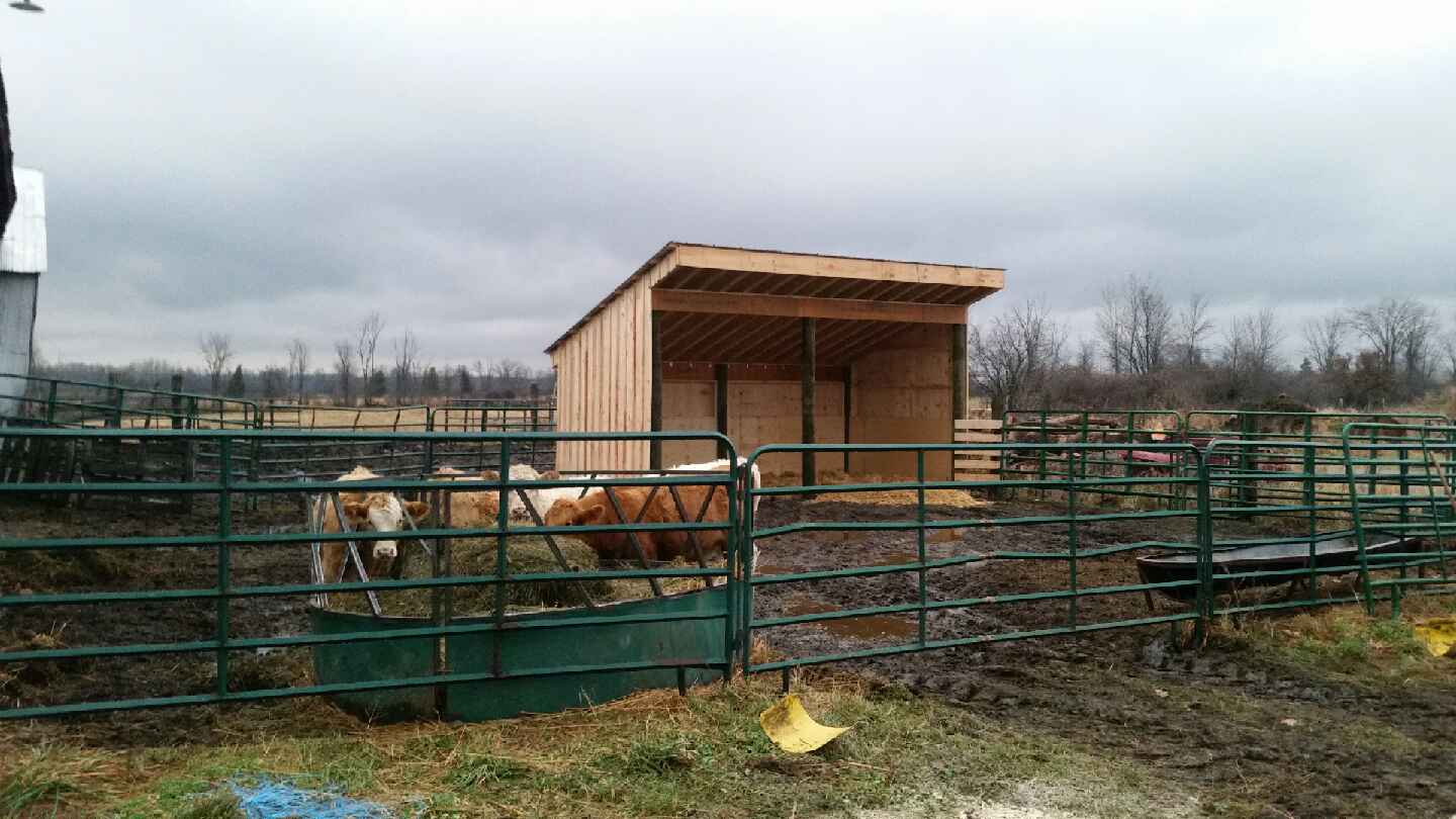 completed wooden shelter in cow pen