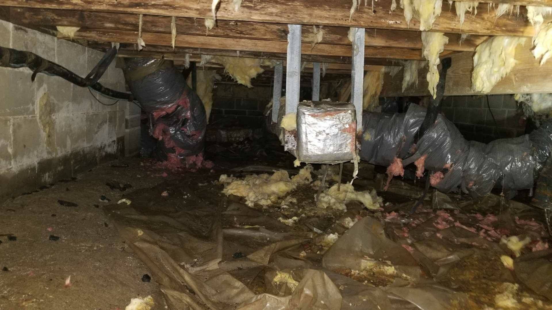 Cleaning a crawl space in Chesapeake, VA