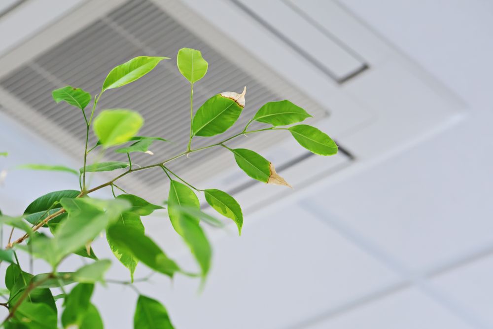 Green Leaves in Front of Ceiling Air Conditioner