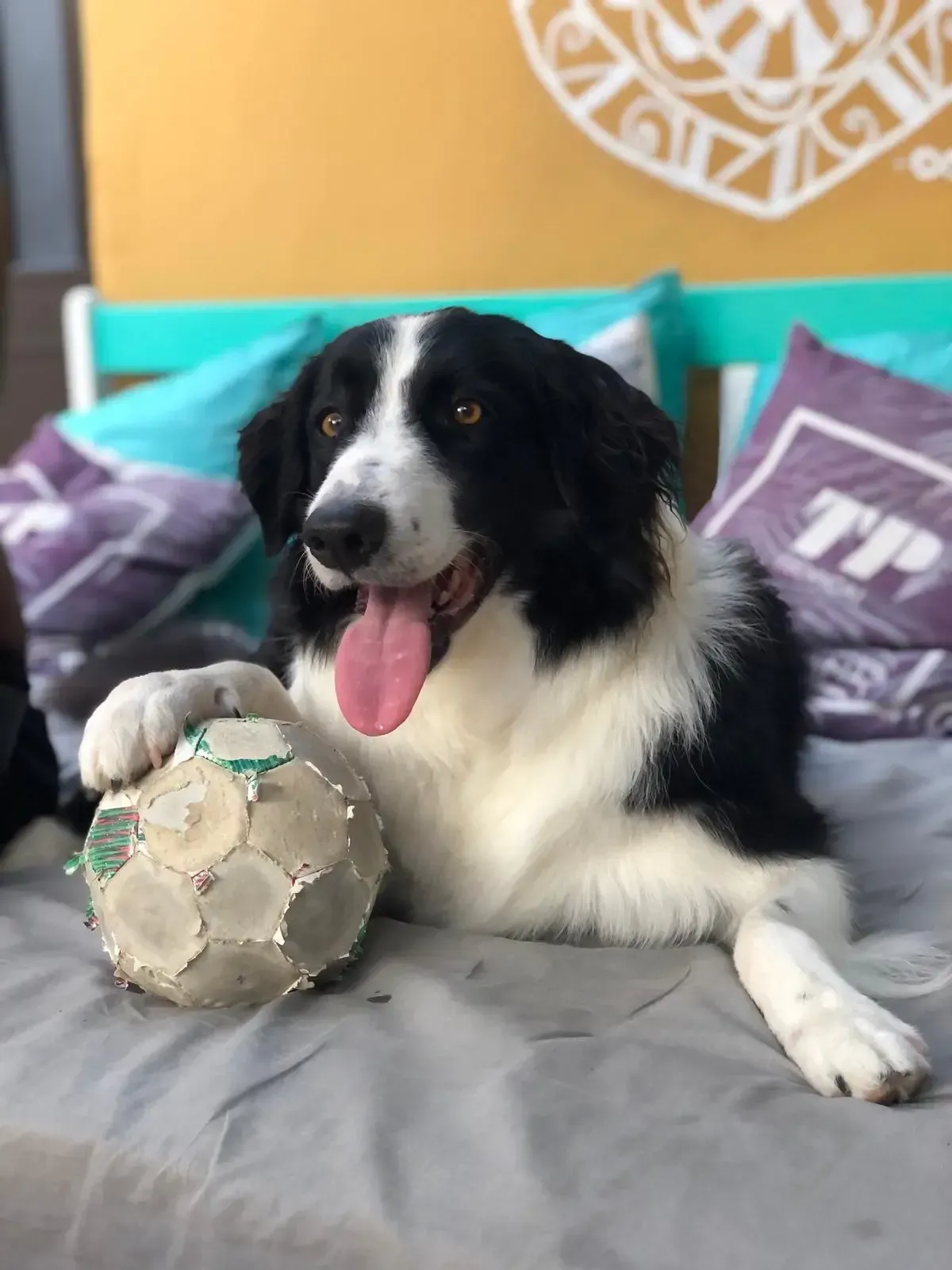 Sunny the dog Orange Terrace Hostel