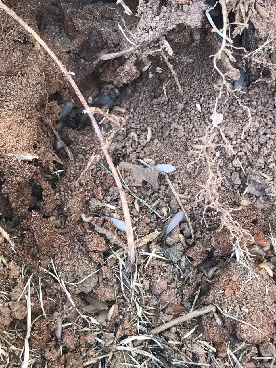 Red Dirt Pest Solutions, LLC photos