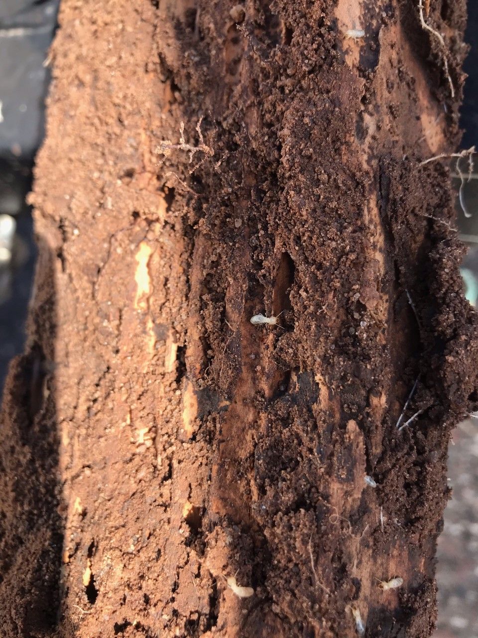 Red Dirt Pest Solutions, LLC photos