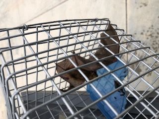 Red Dirt Pest Solutions, LLC photos