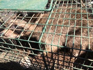 Red Dirt Pest Solutions, LLC photos