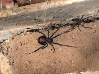 Red Dirt Pest Solutions, LLC photos