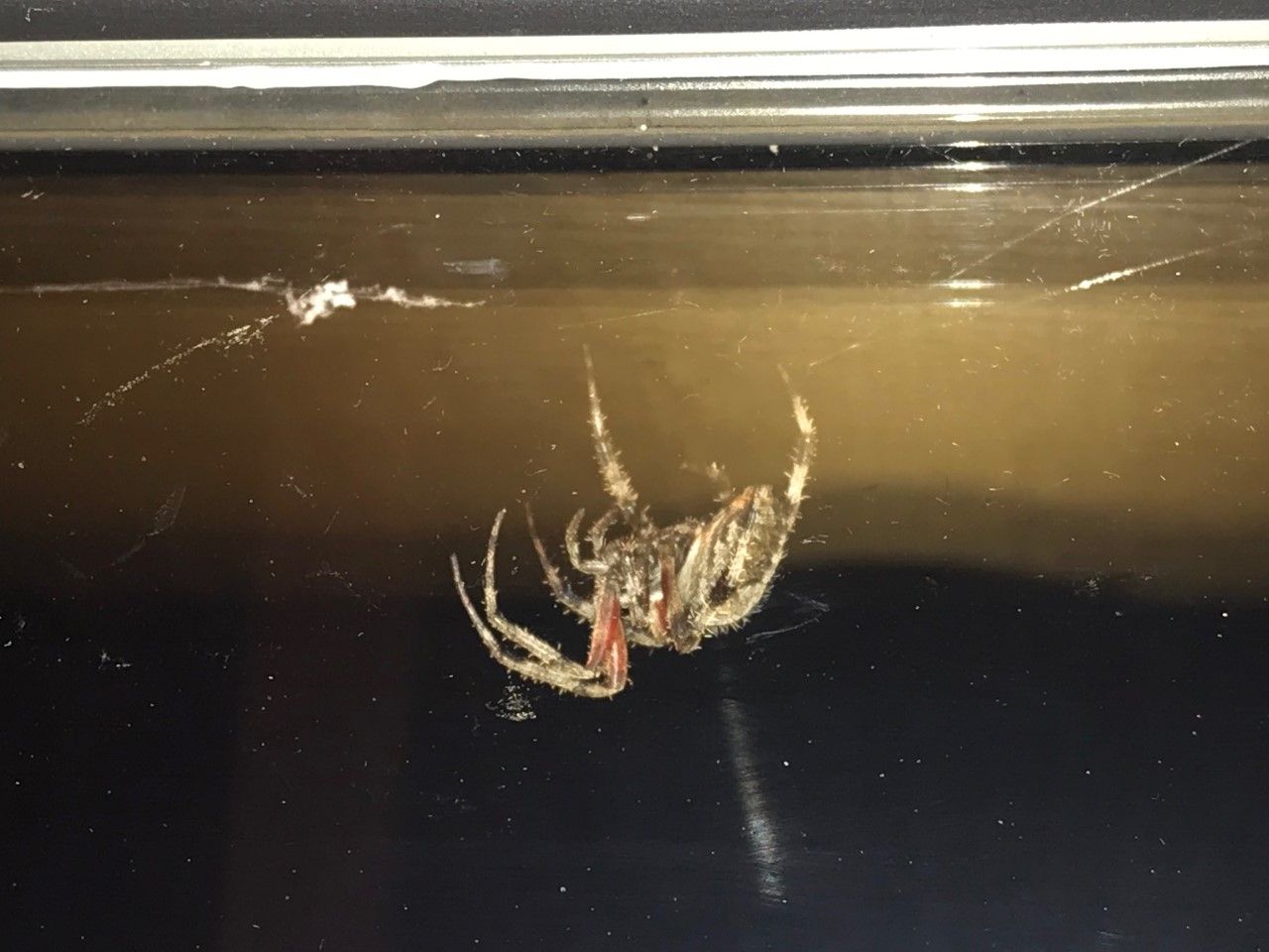 Red Dirt Pest Solutions, LLC photos