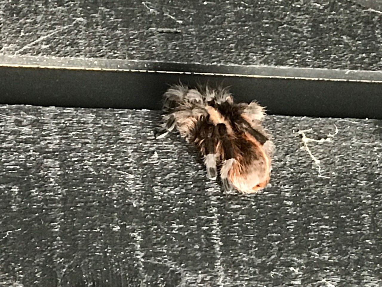 Red Dirt Pest Solutions, LLC photos