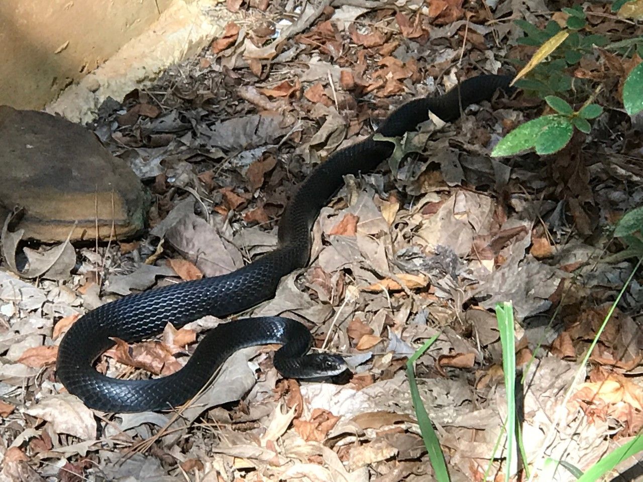 Red Dirt Pest Solutions, LLC photos