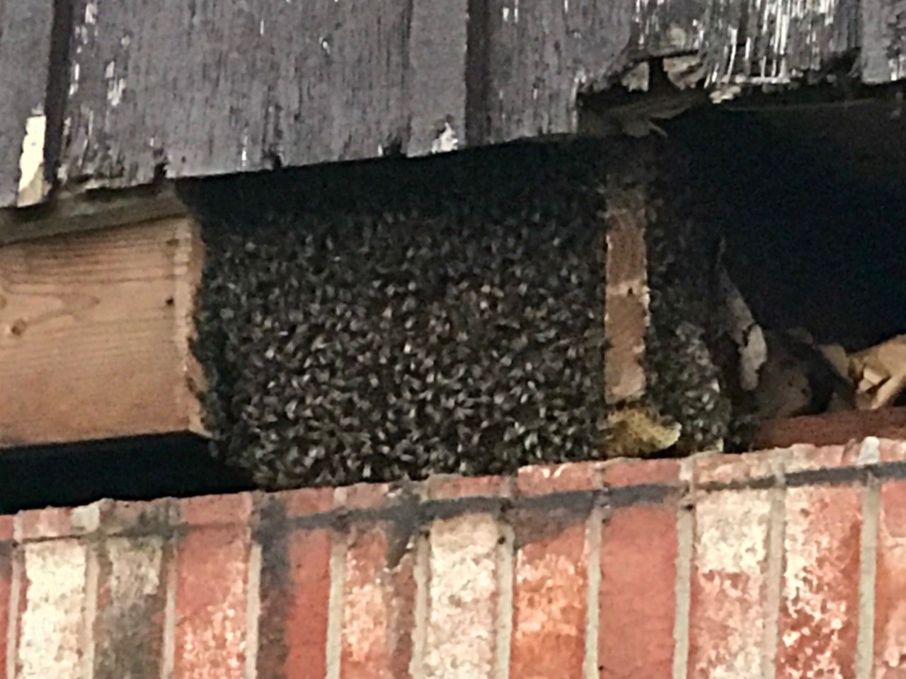 Red Dirt Pest Solutions, LLC photos