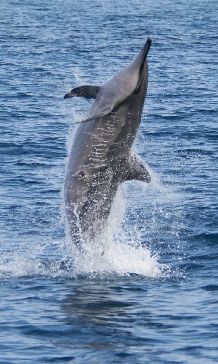 A dolphin