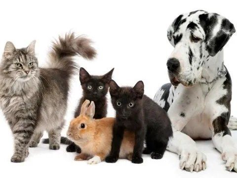 Gruppo di cani, gatti e conigli