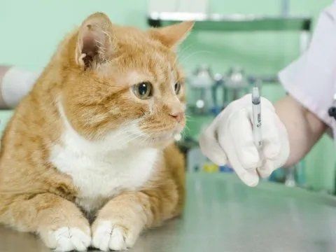 Gatto adulto accanto a veterinaria con in mano una siringa