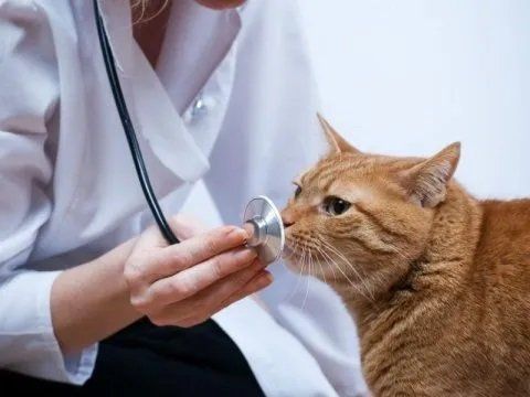 Veterinaria che visita un gatto
