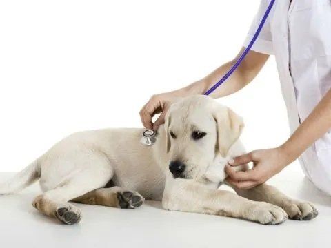 Veterinario che ascolta i battiti di un cane